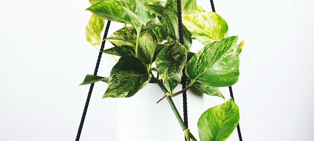 英格兰足球超级联赛曼城对阵利物浦的实时直播画面 - 77体育高清体育直播